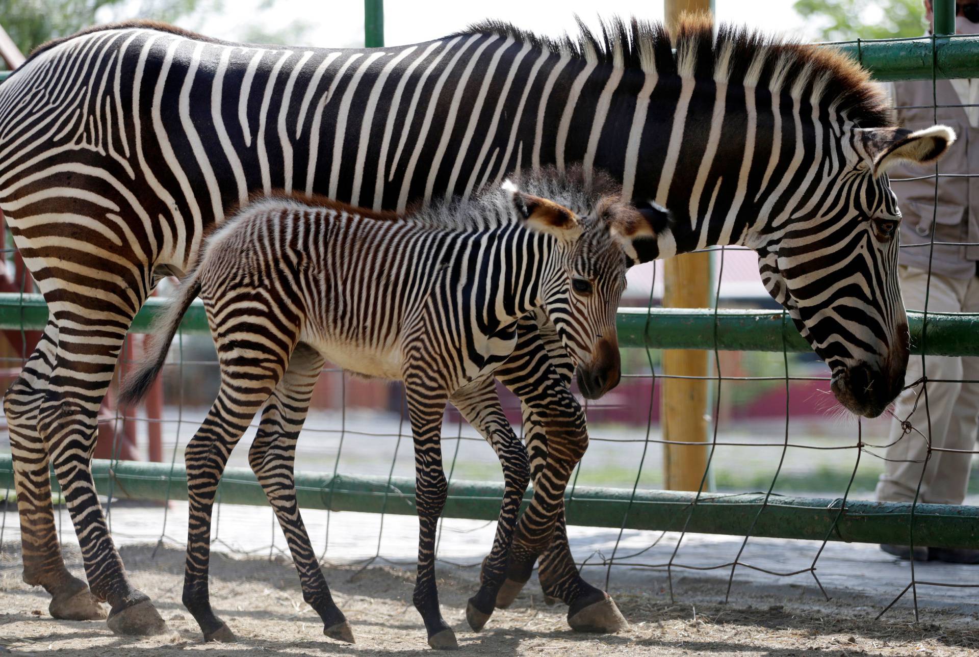 Newborn Grevy's Zebra is seen next her mother in an enclosure at the Xenpal Zoo in Garcia