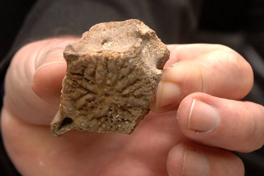 Fosili zivotinja Panonskog mora u Pozegi