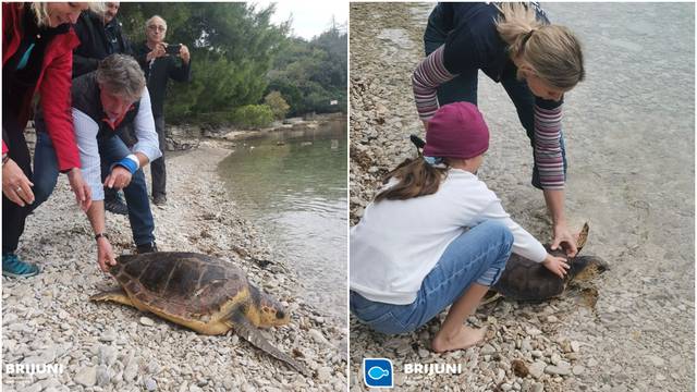 Dvije oporavljene glavate želve vraćene u more na Brijunima