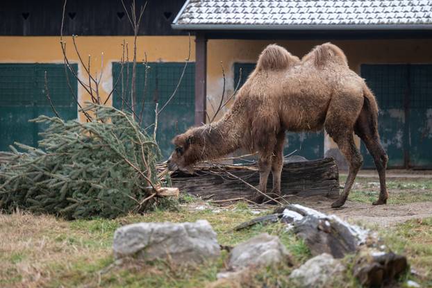 Zagreb: Novi stanovnici Zoološkog vrta 