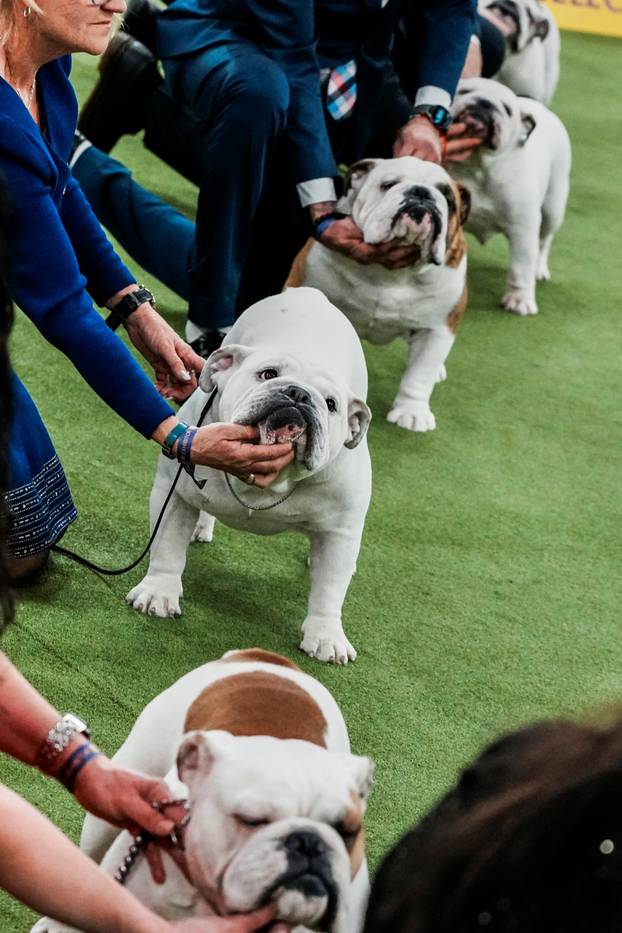 150th Annual Westminster Kennel Club Dog Show in New York City