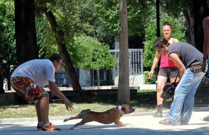 Opasni pitbul napao labradora u parku u kojem se igraju djeca