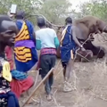 Uznemirujuća snimka iz Kenije: Seljaci ubili slona jer je krdo zgazilo dijete