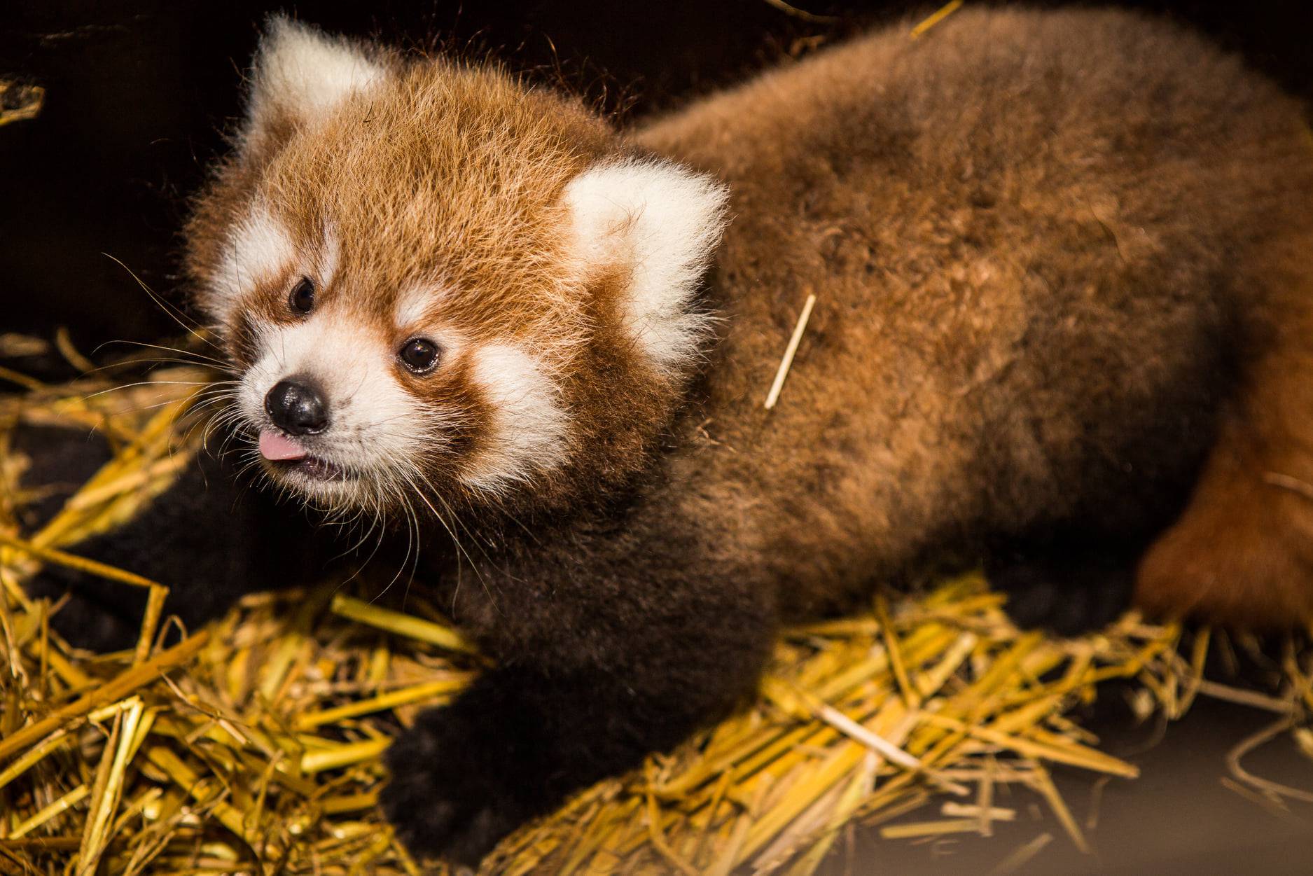 Regica iz Zagreba okotila je dvojčeke u praškom ZOO-u