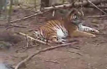 Što se dogodi kad dirate tigra tijekom odmora