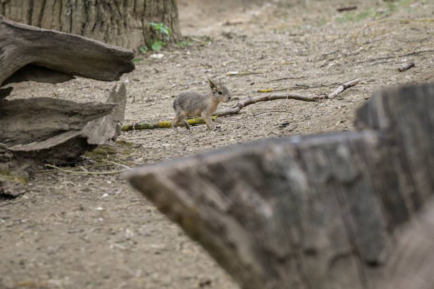 24sata Zagreb: Rodilište u Zoološkom vrtu