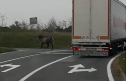 Utrka s tegljačem: Konj trčao po cesti i napravio mali zastoj