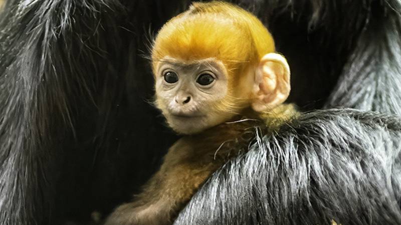 Rodio se preslatki narančasti majmun: 'Rijedak je i ugrožen!'