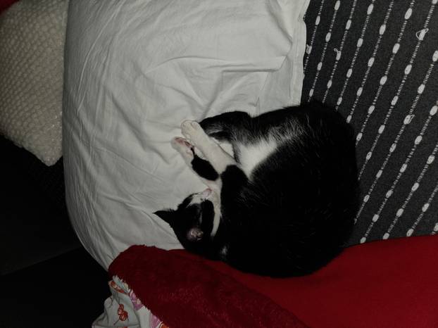 SUPER FOTKE vaših ljubimaca! Neki bi mogli biti viralni hit, ali svi su jednostavno neodoljivi