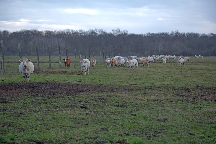 Bik Joza već trčkara na farmi u Lasićima. Ima društvo i čeka da mu pronađu nove udomitelje