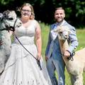 Na vjenčanje pozvali alpake pa nisu morali paziti na razmak