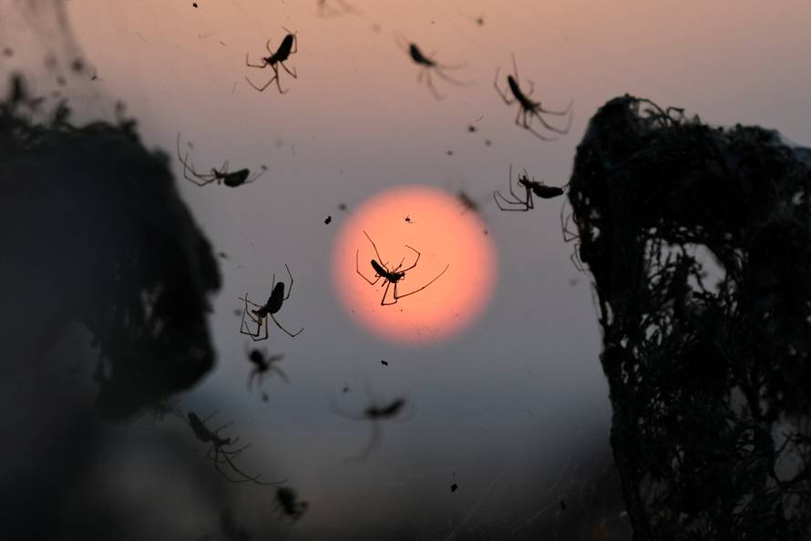 The sun rises as spiders are seen on their web at the banks of Lake Vistonida