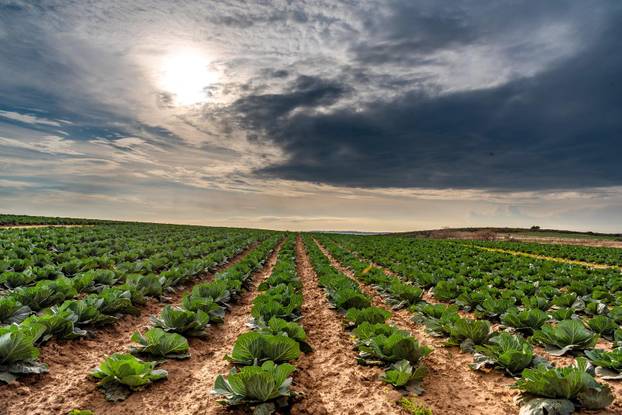 Polja kupusa u Istri