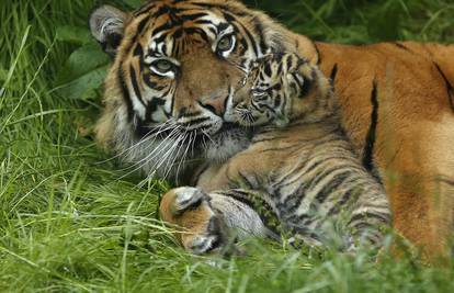 Prava ljubav: Mama tigrica brižno pazi na svog tigrića