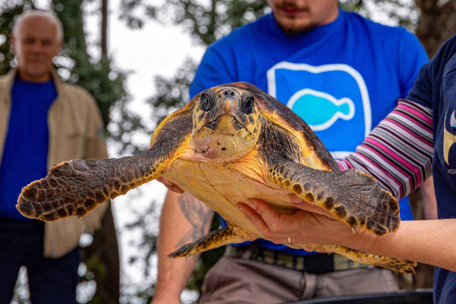 Na Brijunima puštene dvije glavate želve koje su se oporavljale u pulskom Aquariumu