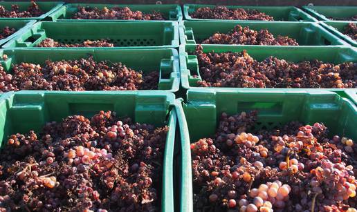 Traminac ledena berba Iločkih podruma pravo je vino za ove hladne dane