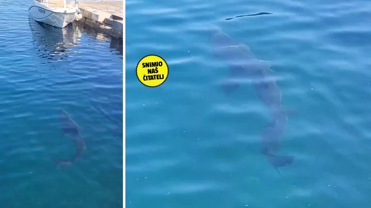 VIDEO Snimio morsku psinu kraj Opatije!: 'Plivala je uz mul'