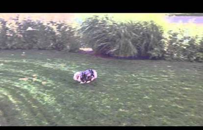 Ljetne radosti: Pas veselo radi salto kako bi uhvatio - vodu