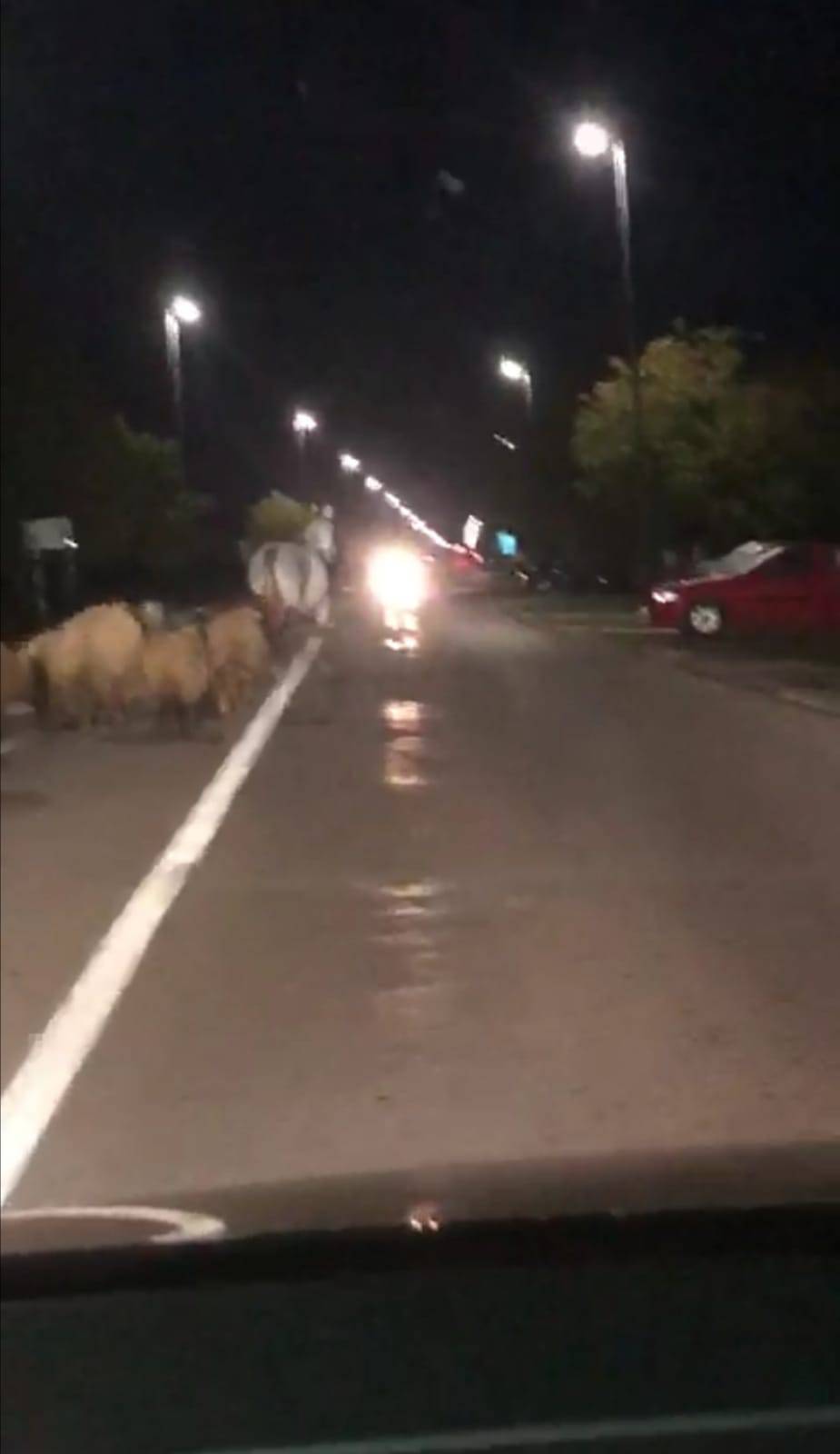 Konj glumio pastira u Županji: Izveo je stado ovaca na cestu i radio kaos, policija ih zaustavila