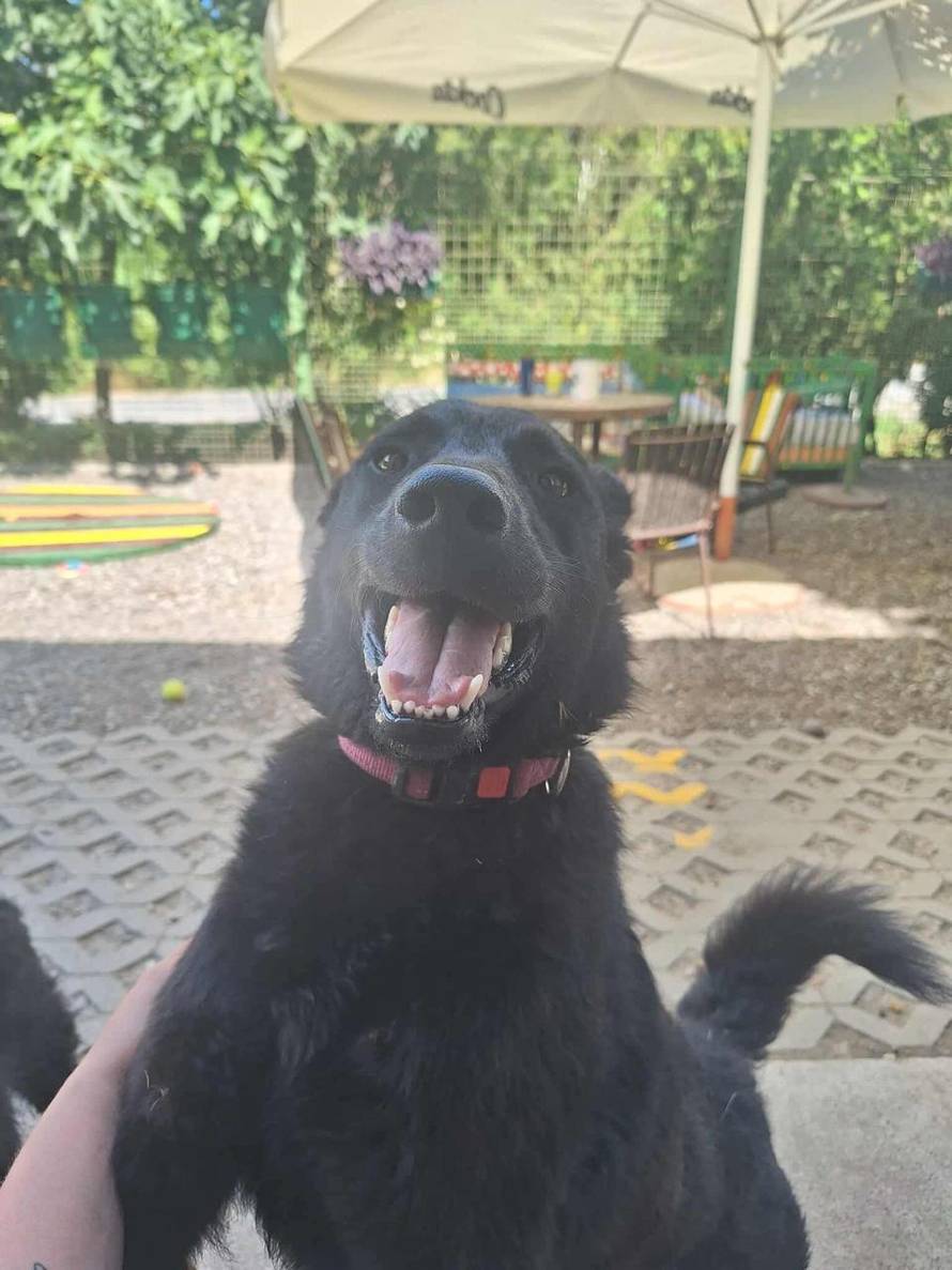 FOTO Bjegunac Đuro nasmijao društvo iz osječkog azila: 'Tog jutra trebao je na kastraciju'