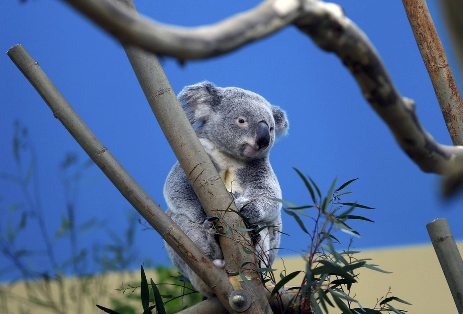 Звук коалы. Коала. Коала Квинсленда. Коала символ Австралии. Коала ареал обитания.