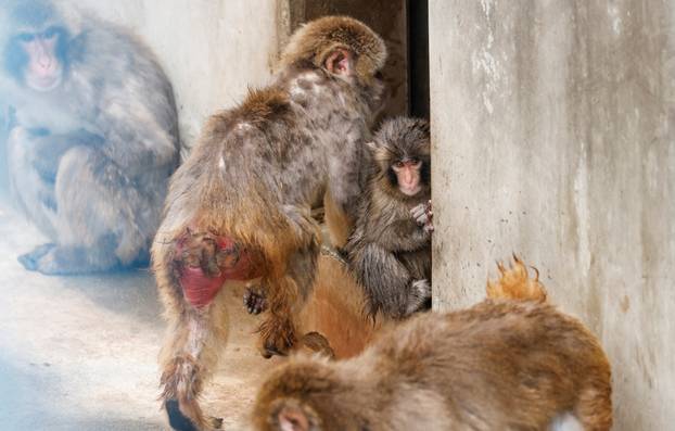 Punch, a Japanese macaque known for clinging to a stuffed orangutan, sits among other monkeys at Ichikawa City Zoo in Ichikawa