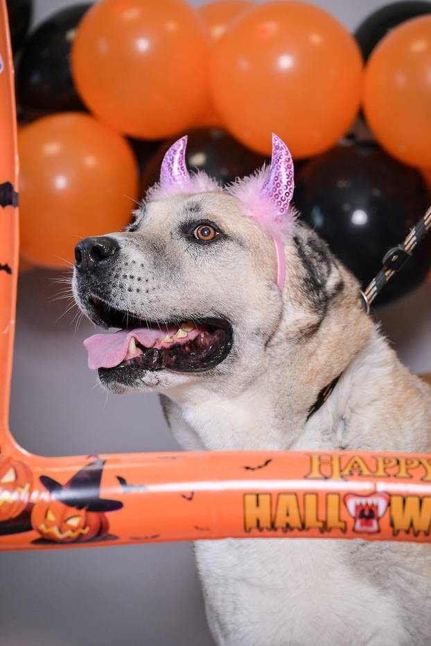 Sklonište u Dumovcu poziva na posebno jesensko udomljavanje pasa i mačaka