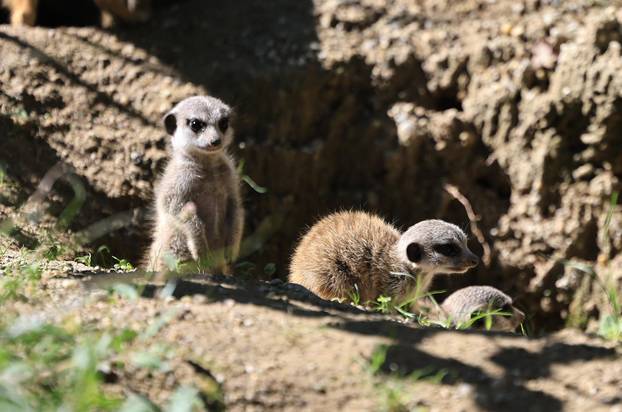 Zagreb: Tri mladunca merkata novi su stanovnici Zoološkog vrta