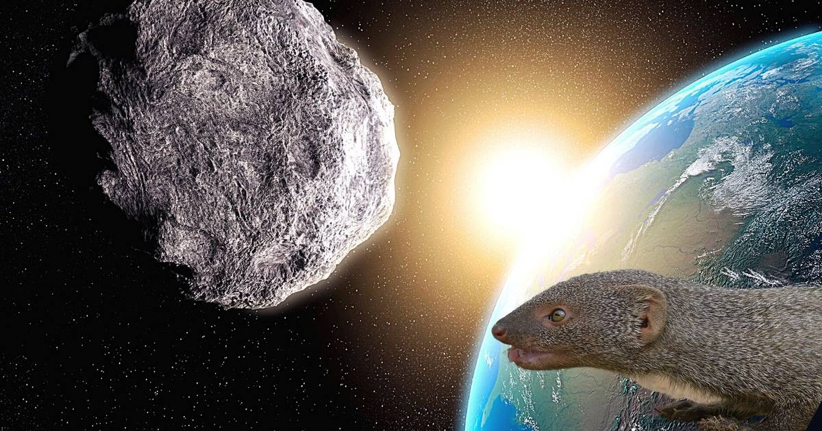 After an asteroid impact, mammals first ‘worked on mass’ to get bigger, only then became smarter.