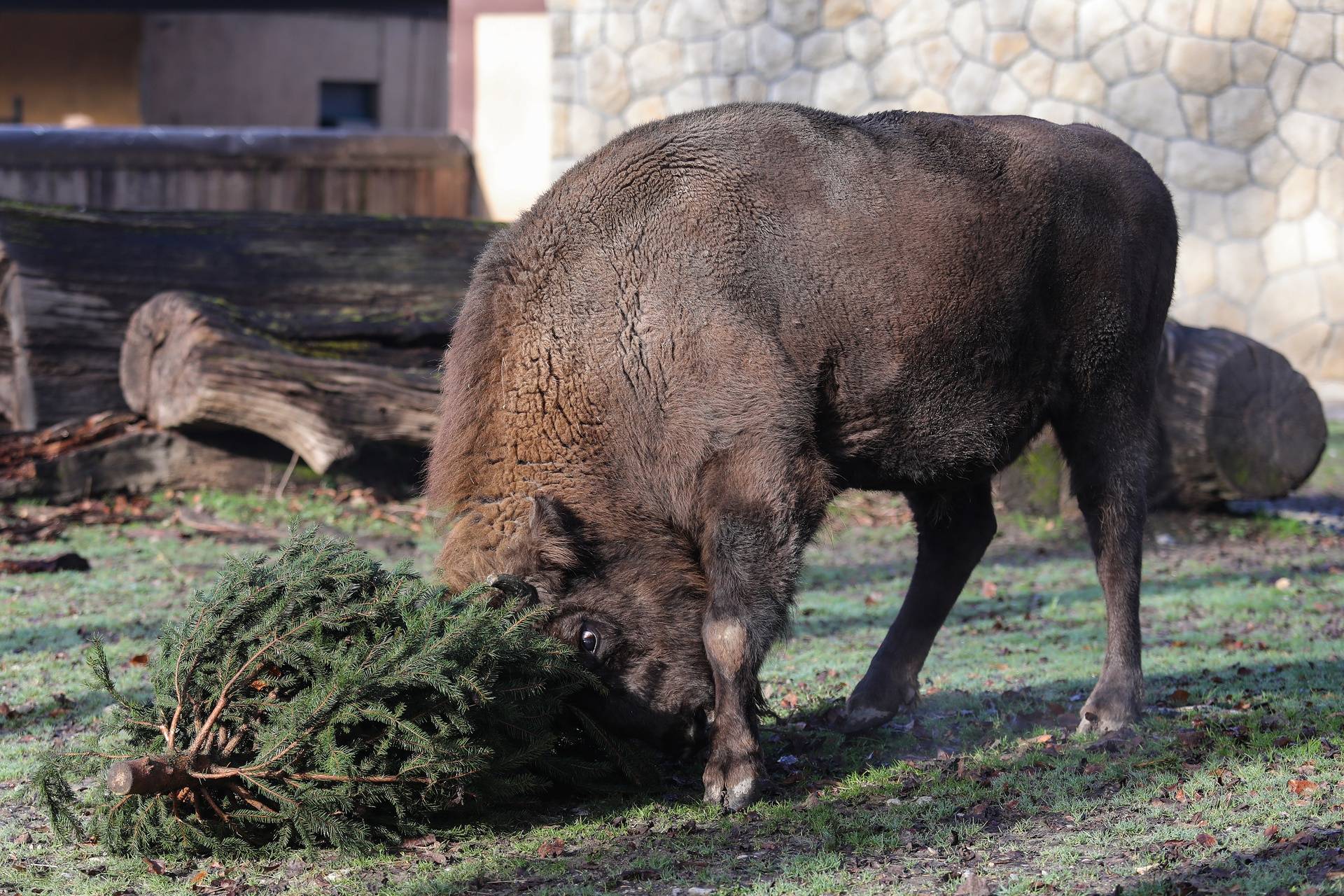 Podjela božićnih drvaca životinjama u zagrebačkom zoološkom vrtu