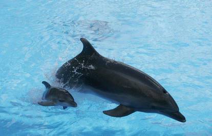 Tek rođeni delfin prvi put predstavljen javnosti