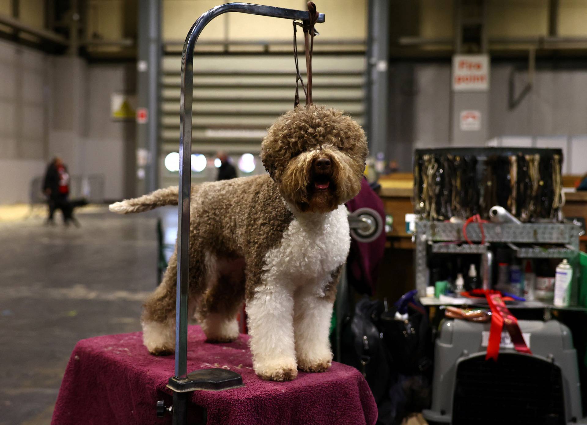 A Lagotto Romagnolo attends the first day of the Crufts dog show in Birmingham