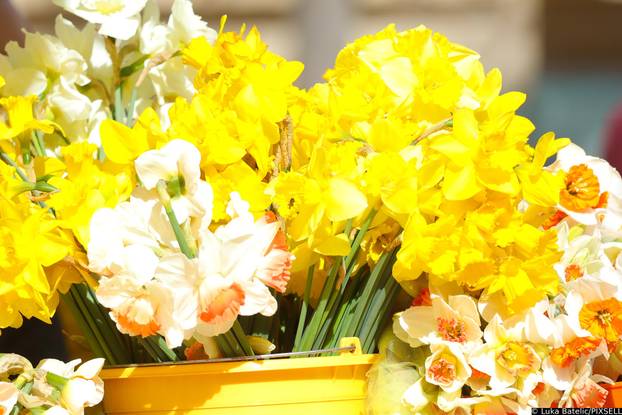 Zagreb: Obilježen Međunarodni dan narcisa