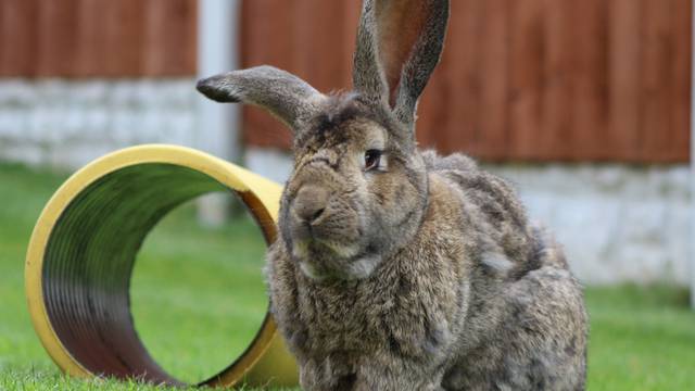 A,Giant,Continental,Rabbit,Posing,On,The,Lawn