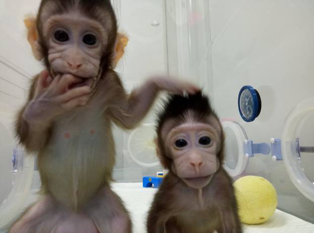 Cloned monkeys Zhong Zhong and Hua Hua are seen at the non-human primate facility at the Chinese Academy of Sciences in Shanghai