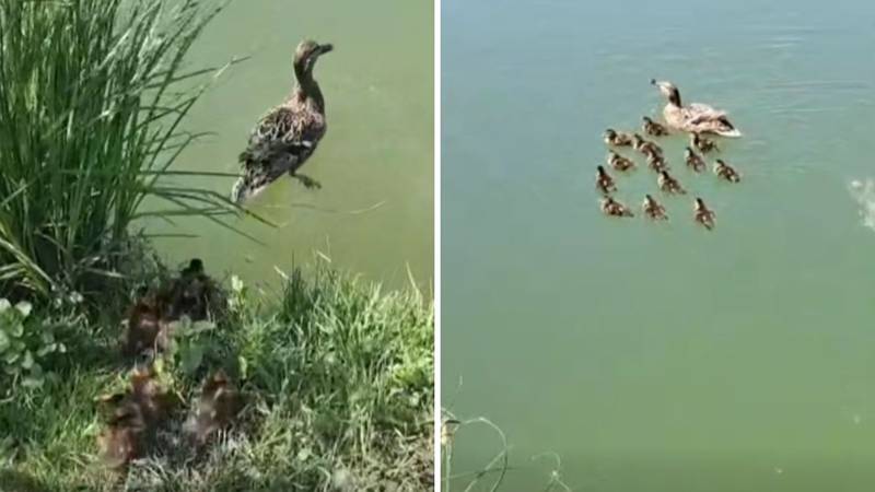 VIDEO Dramatično spašavanje na Cmroku: '13 pačića upalo u šaht, nije bilo mjesta pogrešci'