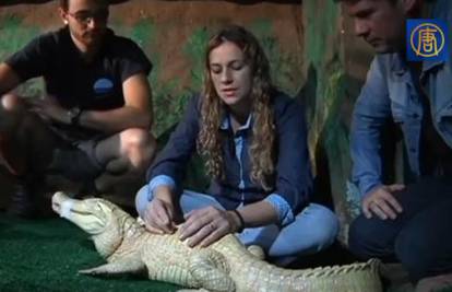 Albino je i ima grbu: Aligatora u Brazilu liječe akupunkturom