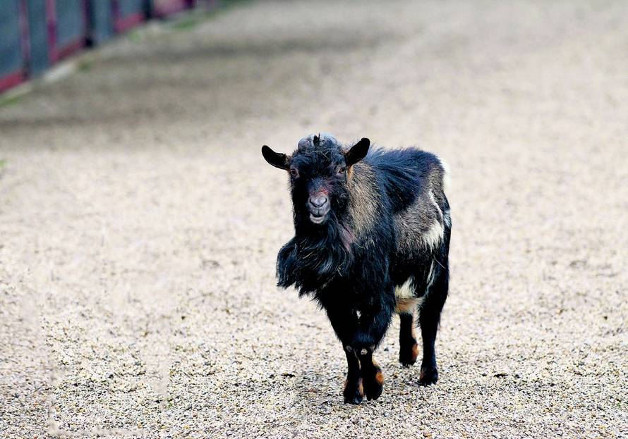 Željko Hladika/24sata