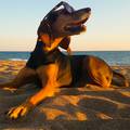 I psima smeta sunce i vrućina: Evo kako zaštititi svoje ljubimce