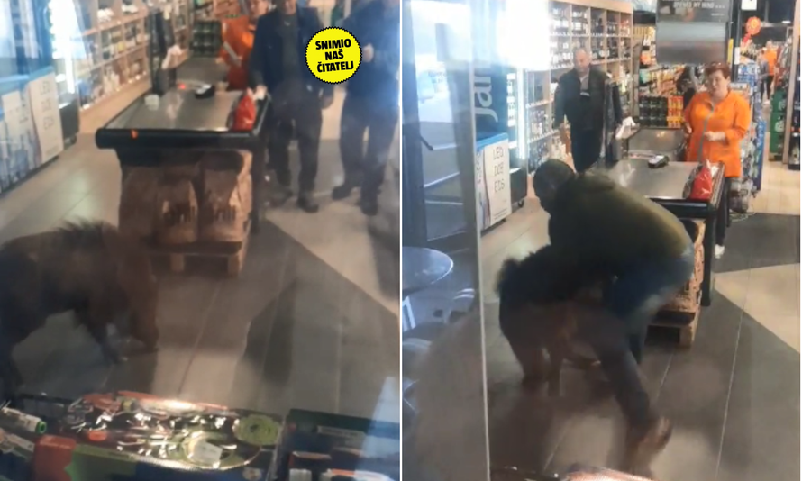 Nevjerojatna snimka s Krka! Kuda idu divlje svinje? U dućan: 'Ma ja to već vidim na ražnju'