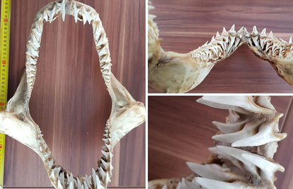 Krijumčarili skeletiranu čeljust morskog psa: Kazna 15.000 kn