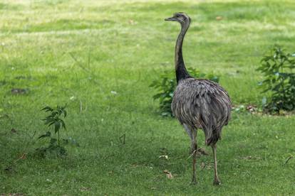 Zoološki vrt Osijek dobio nove stanovnike: Lavice, par nandua te dikobraze Olina, Zošu i Tita