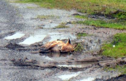 Mrtva lisica danima na cesti, a komunalni redar na godišnjem