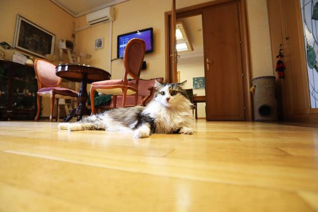 Miško ostaje prvi mačak Grada Rijeke i tijekom mandata Ive Rinčić