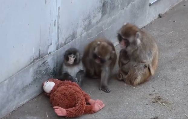 FOTO Preslatki majmunčić ganuo svijet: Odbacila ga mama pa se ne odvaja od plišanca