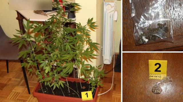 Netko orhideje, netko 'travu': Uzgajivačica s Borovja u stanu proizvodila i sušila marihuanu