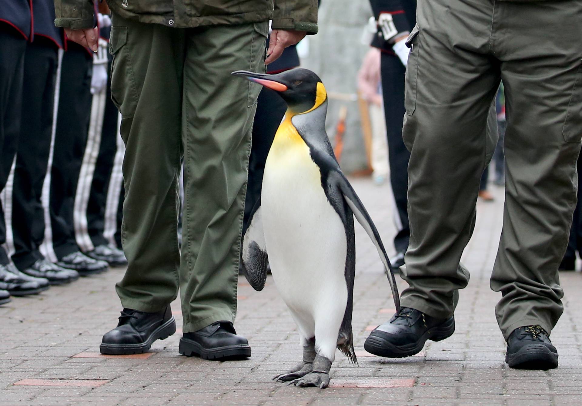 King penguin Nils Olaf inspects guard