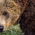 Šok u blizini Ogulina: Lovac se borio za život s  medvjedicom!