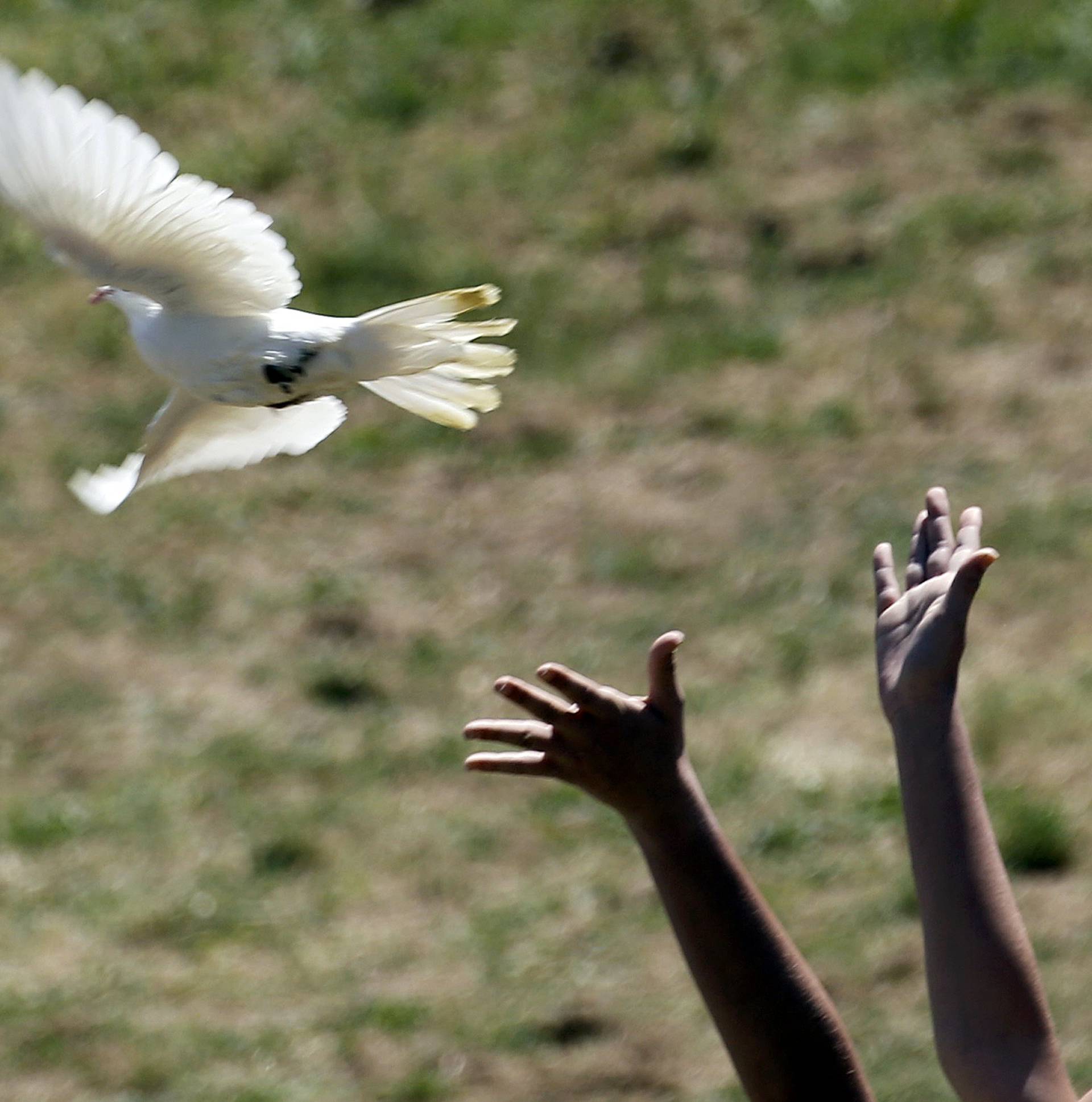 A priestess releases a dove as she attends the Olympic flame lighting ceremony for the Rio 2016 Olympic Games inside the ancient Olympic Stadium on the site of ancient Olympia