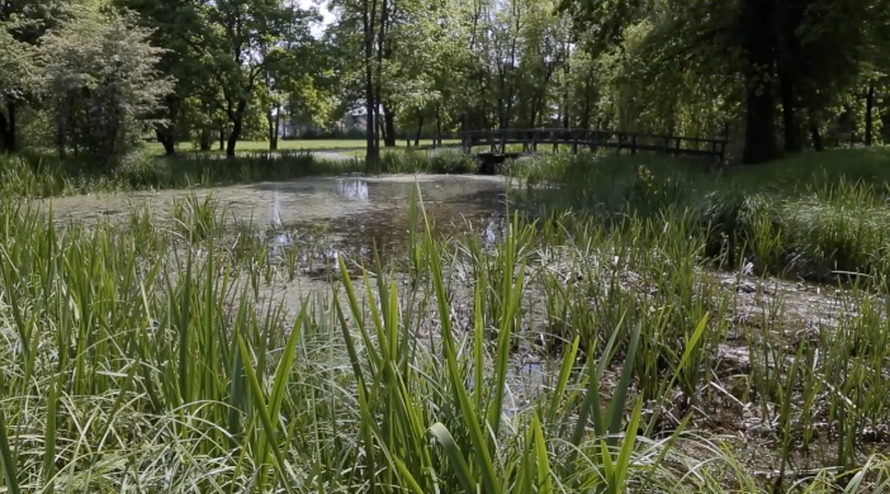 Žabe rade na natalitetu: U bari  u Turopolju se sočno ljubakale
